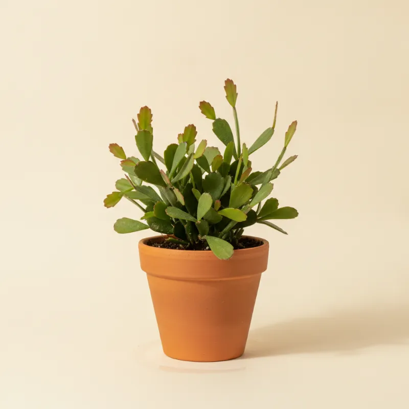 Pseudorhipsalis ramulosa (illustratie)