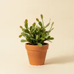 Pseudorhipsalis ramulosa