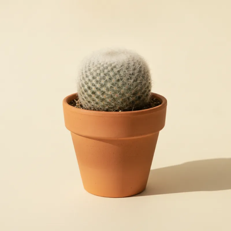 Rebutia muscula (illustratie)