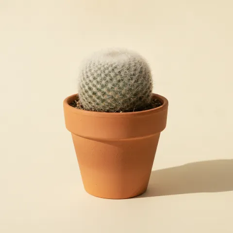 Rebutia muscula