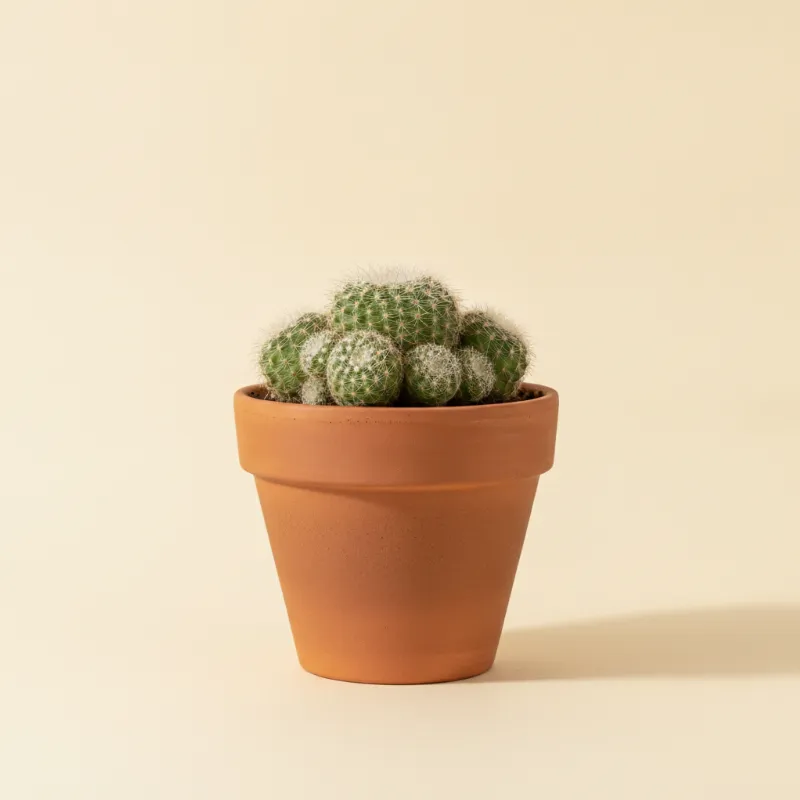 Rebutia perplexa (illustratie)