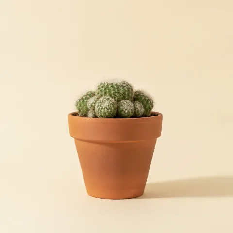 Rebutia perplexa