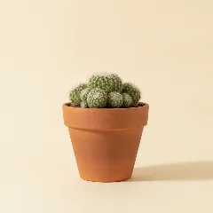 Rebutia perplexa