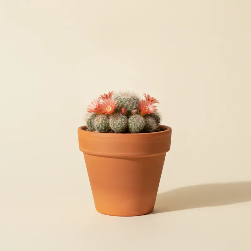 Rebutia pygmaea (illustratie)