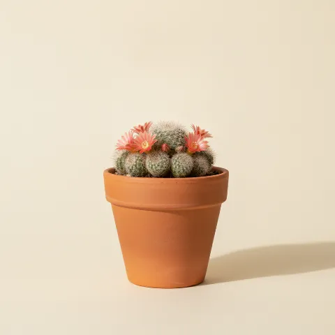 Rebutia pygmaea