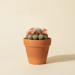 Rebutia pygmaea