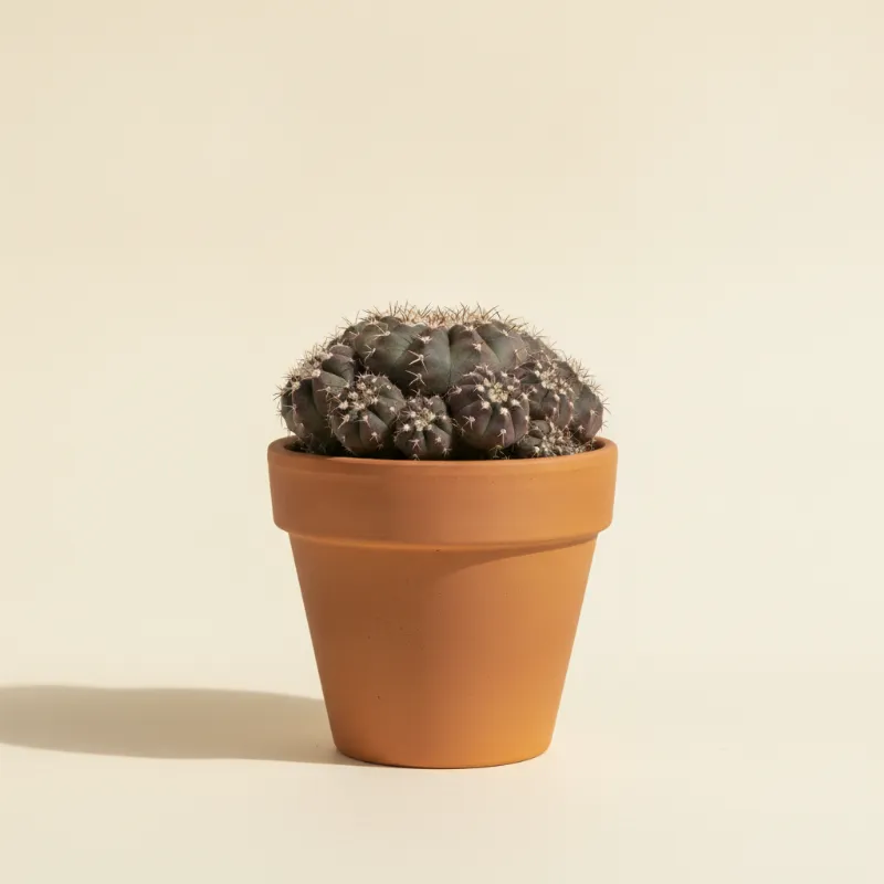 Rebutia rauschii (illustratie)