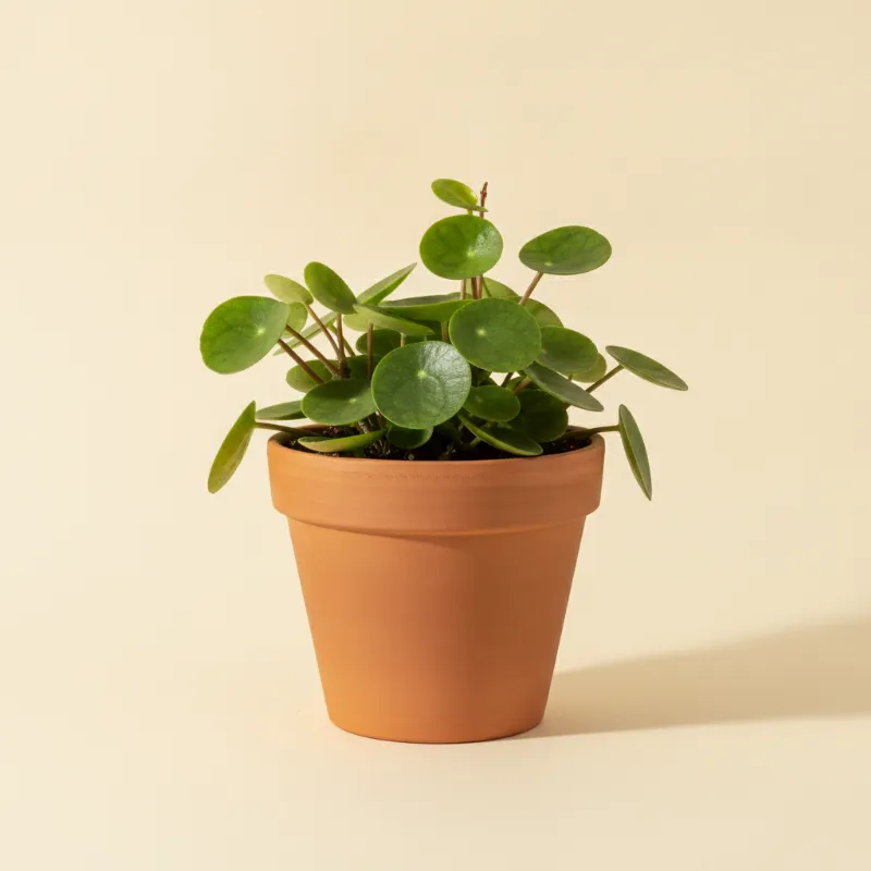 Klimopwingerd — Cissus rotundifolia (illustratie)