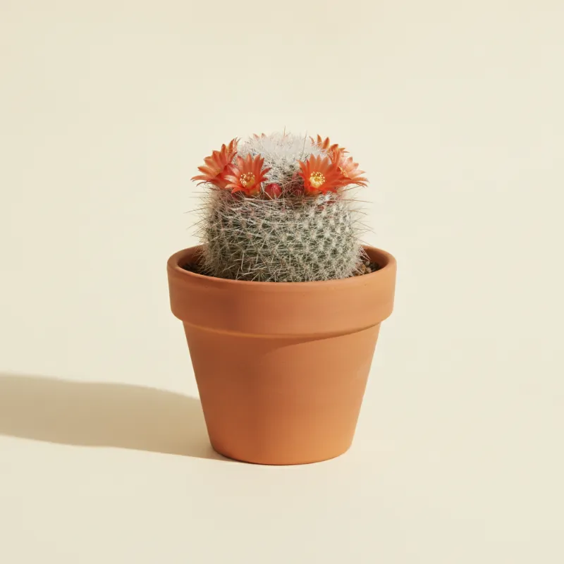 Rebutia senilis (illustratie)