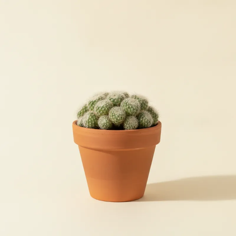 Rebutia steinmannii (illustratie)