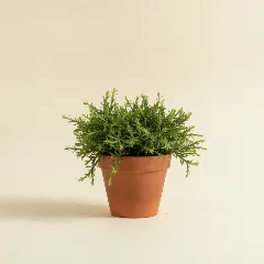 Koraalcactus