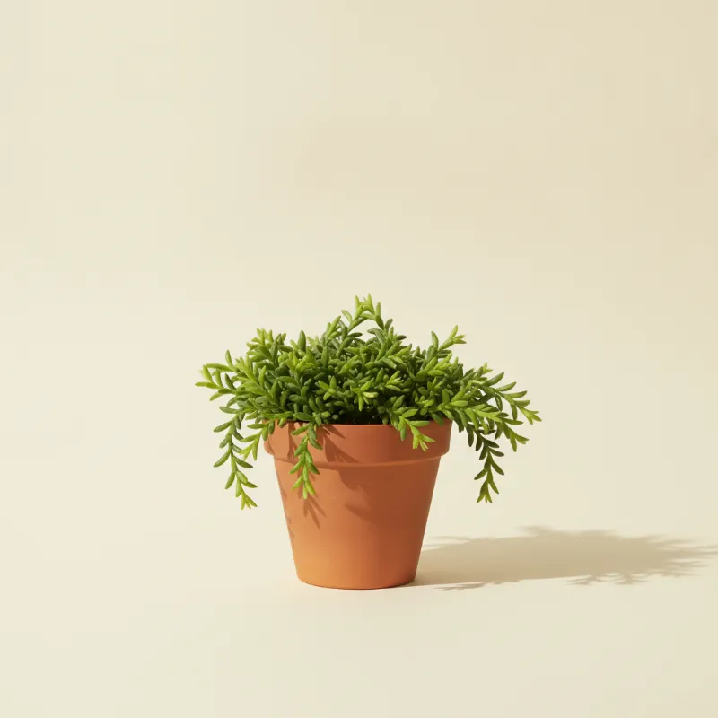 Koraalcactus — Rhipsalis grandiflora (illustratie)