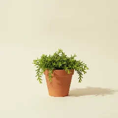 Koraalcactus