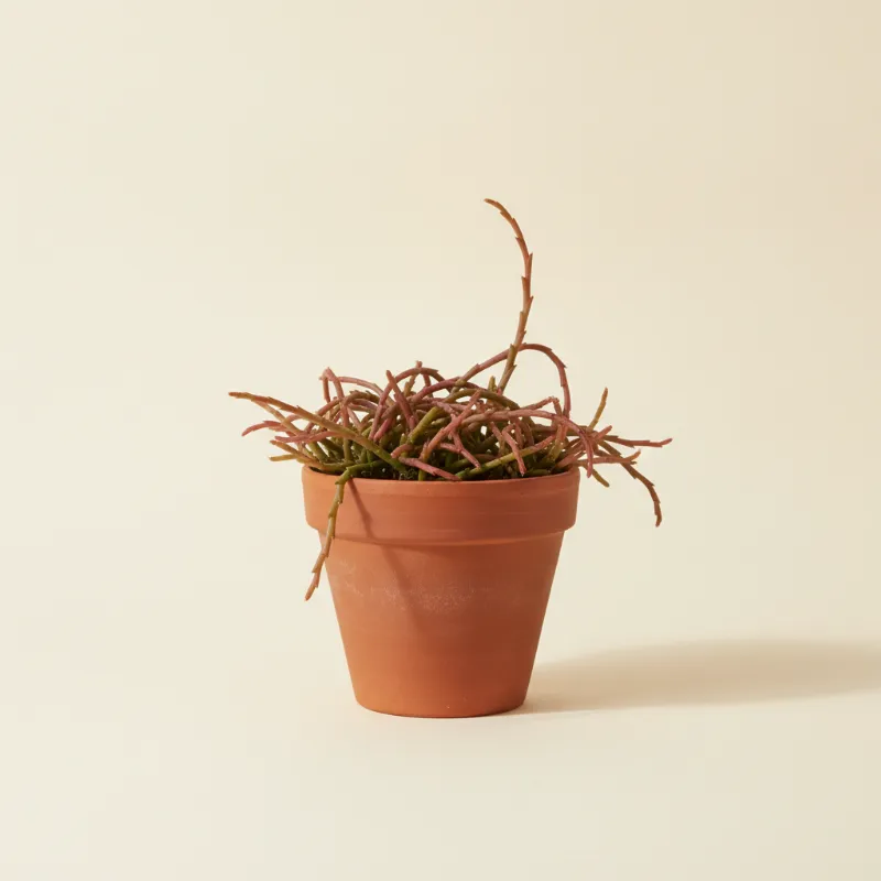 Koraalcactus — Rhipsalis lindbergiana (illustratie)