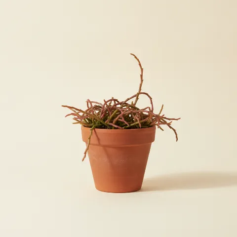 Koraalcactus