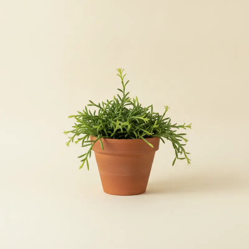 Koraalcactus — Rhipsalis micrantha (illustratie)