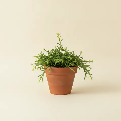 Koraalcactus