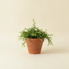 Koraalcactus