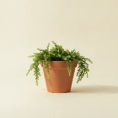 Koraalcactus