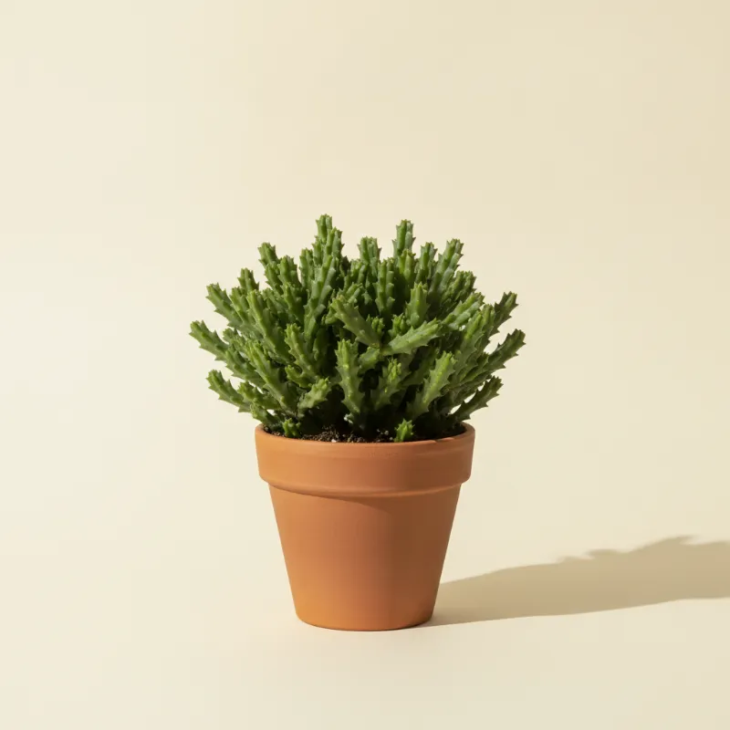 Koraalcactus — Rhipsalis pentaptera (illustratie)