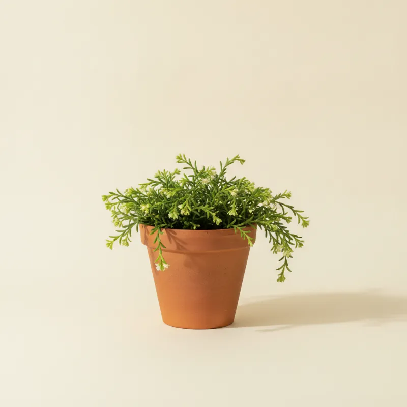 Koraalcactus — Rhipsalis pulchra (illustratie)