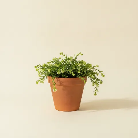 Koraalcactus