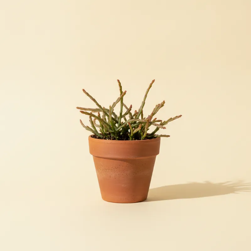 Koraalcactus