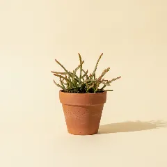 Koraalcactus
