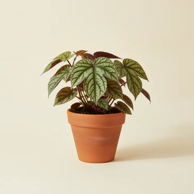 Klimopwingerd — Cissus discolor (illustratie)