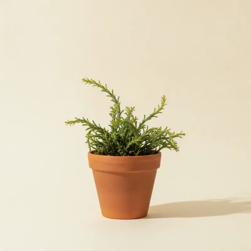 Koraalcactus — Rhipsalis russellii (illustratie)