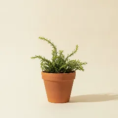 Koraalcactus
