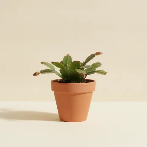 Lidcactus