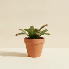 Lidcactus