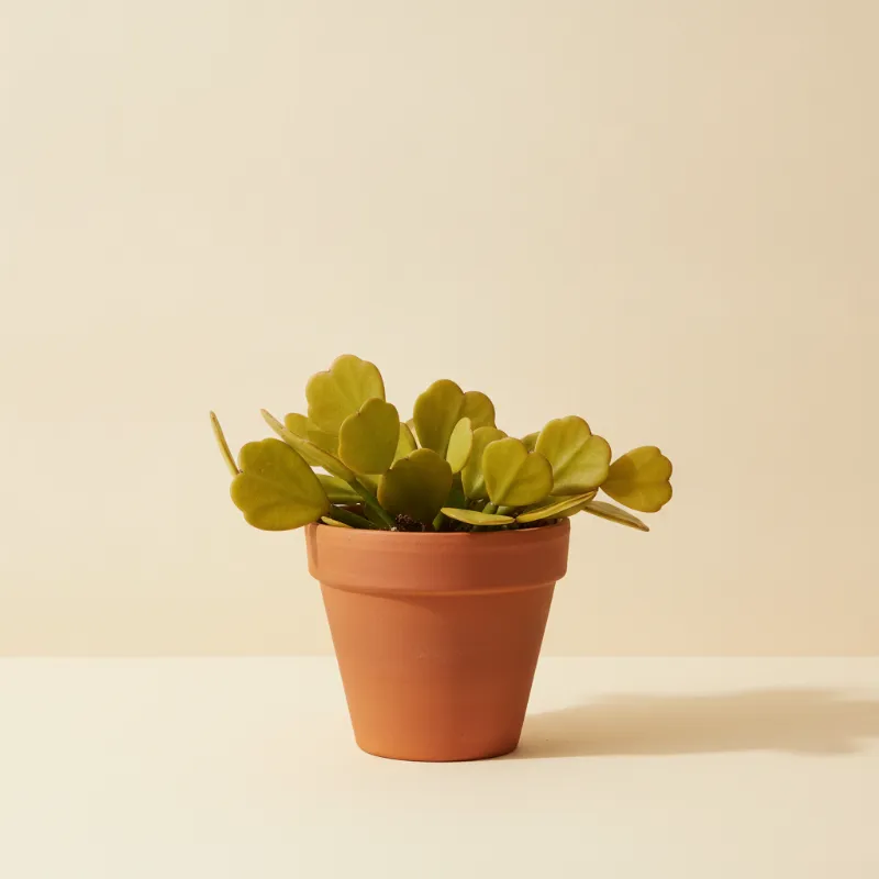 Selenicereus chrysocardium 'Golden Heart' (illustratie)
