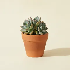 Sedeveria 'Blue Elf'