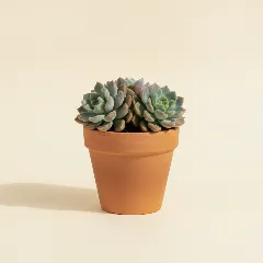 Sedeveria 'Harry Butterfield'