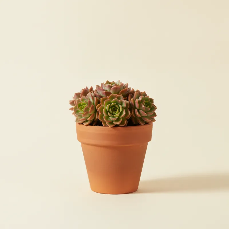 Sedeveria 'Letizia' (illustratie)