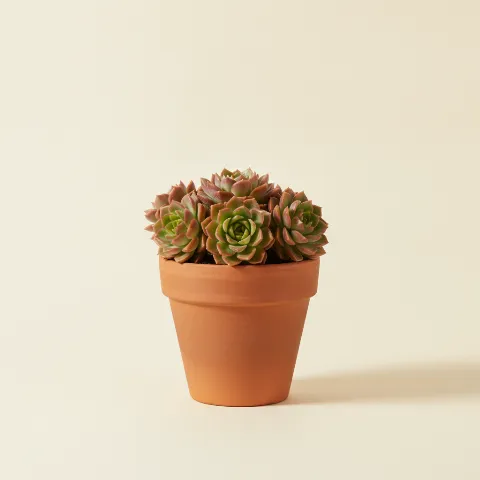 Sedeveria 'Letizia'