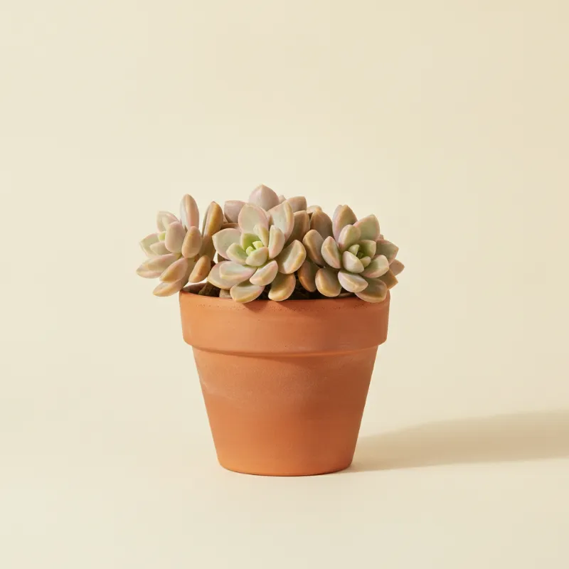Vetkruid — Sedum 'Aurora' (illustratie)