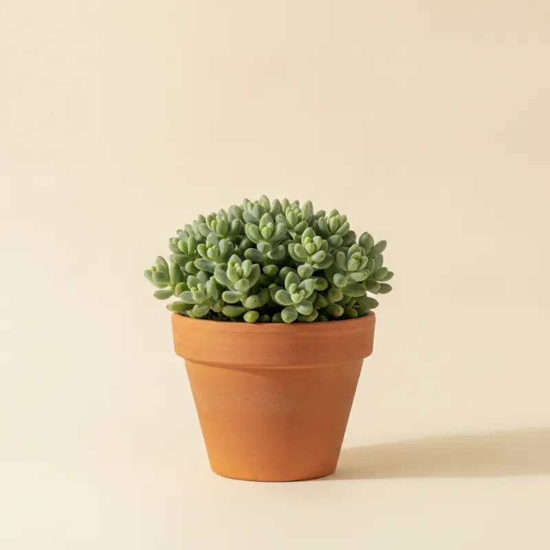 Vetkruid — Sedum 'Blue Beans' (illustratie)