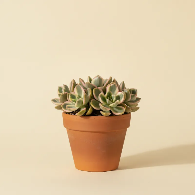 Vetkruid — Sedum 'Clavatum Variegata' (illustratie)
