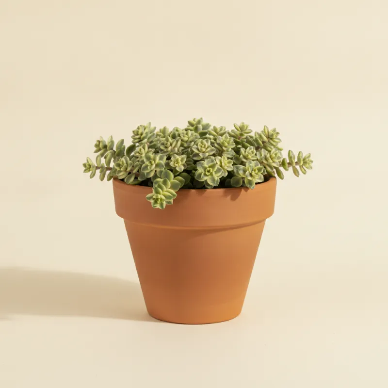 Vetkruid — Sedum 'Little Missy' (illustratie)
