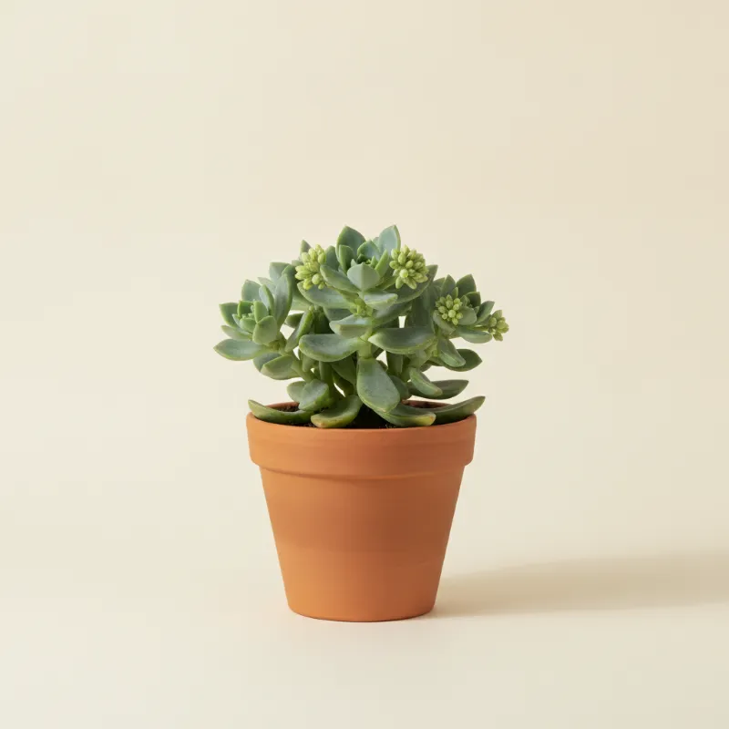 Vetkruid — Sedum 'Major' (illustratie)