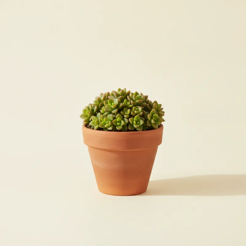 Vetkruid — Sedum 'Makinoi' (illustratie)