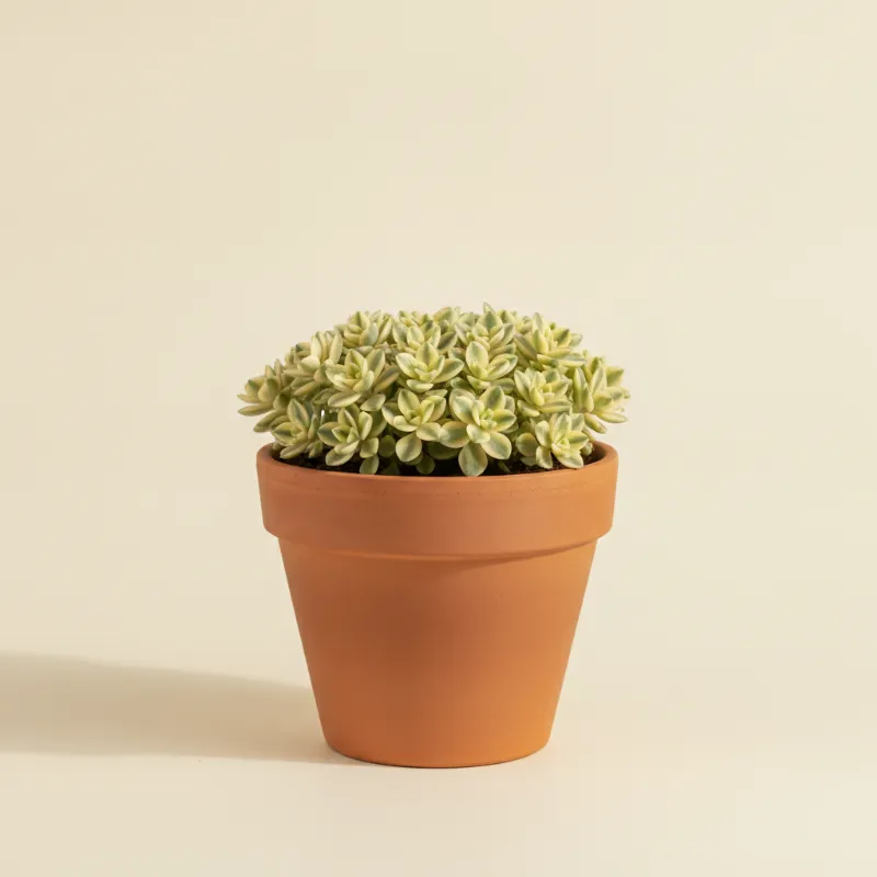 Vetkruid — Sedum 'Makinoi Variegata' (illustratie)