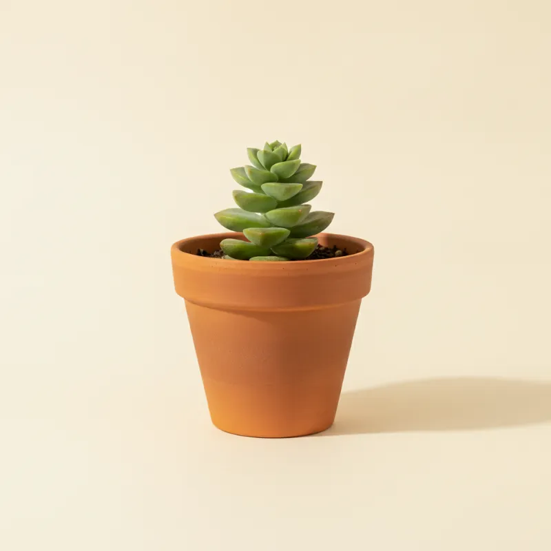 Vetkruid — Sedum 'Spiral Staircase' (illustratie)