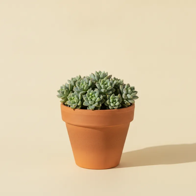 Dik vetkruid — Sedum dasyphyllum 'Major' (illustratie)