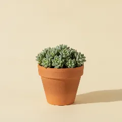 Dik vetkruid