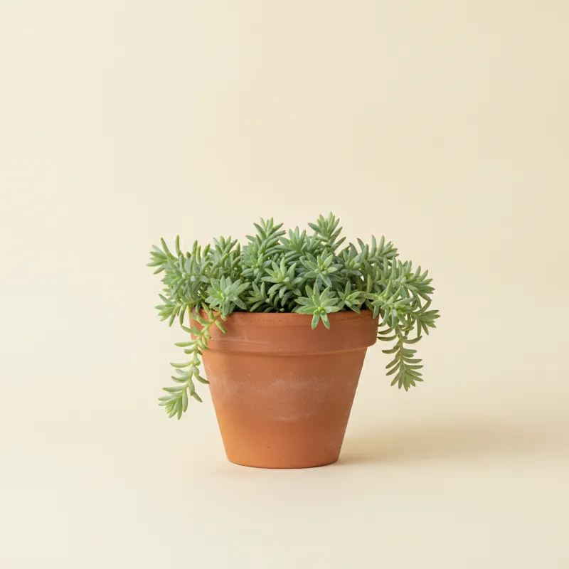 Sedum lineare (illustratie)