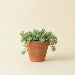 Sedum lineare